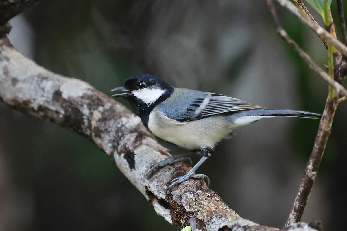 白頰山雀 - ML647499491