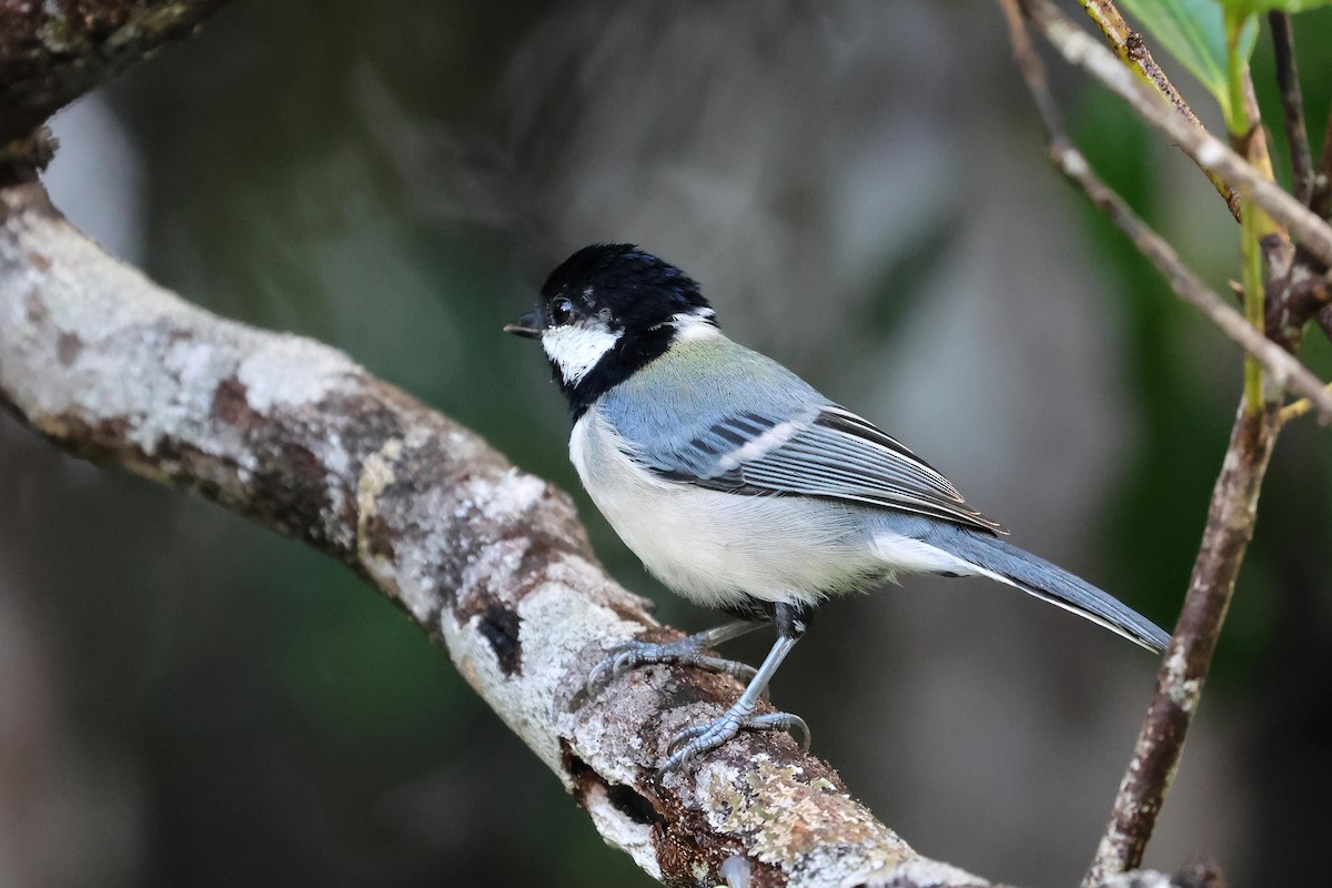 Asian Tit - ML647499492