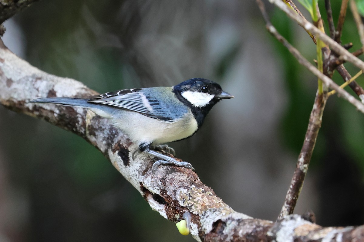 Asian Tit - ML647499493