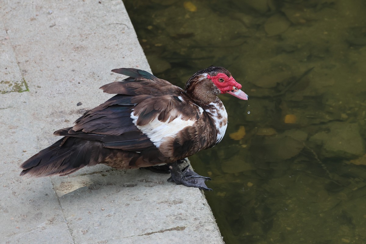 Muscovy Duck (Domestic type) - ML647499510