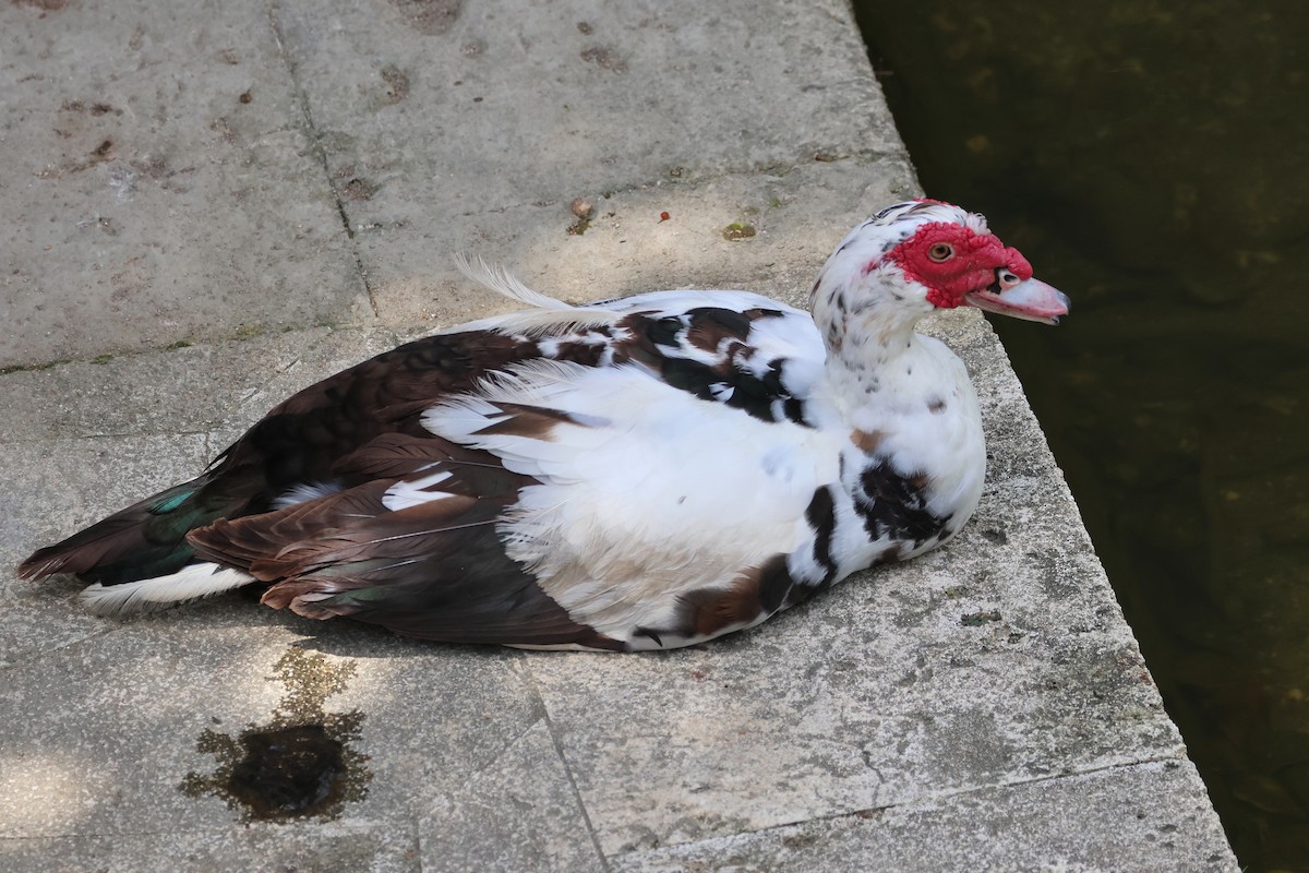 Muscovy Duck (Domestic type) - ML647499511