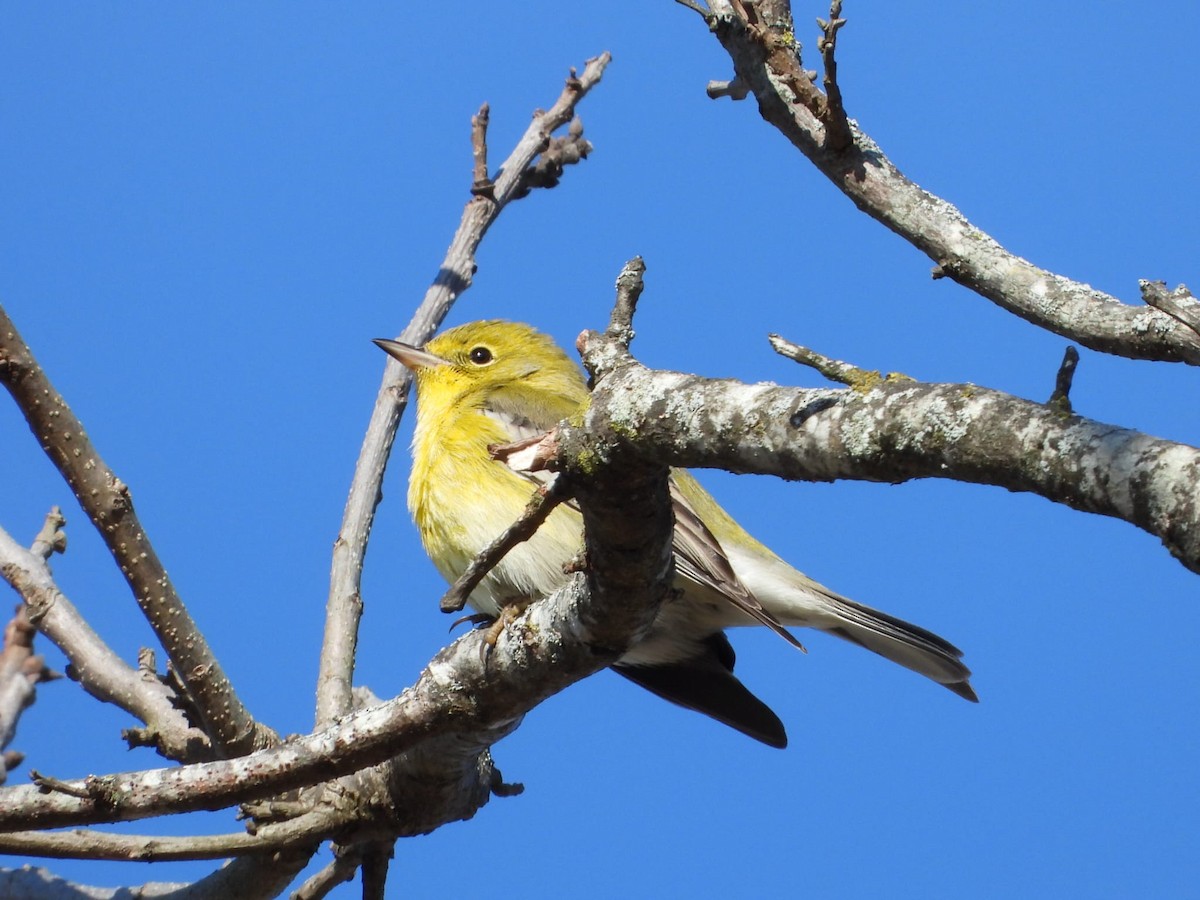 Pine Warbler - ML647499512
