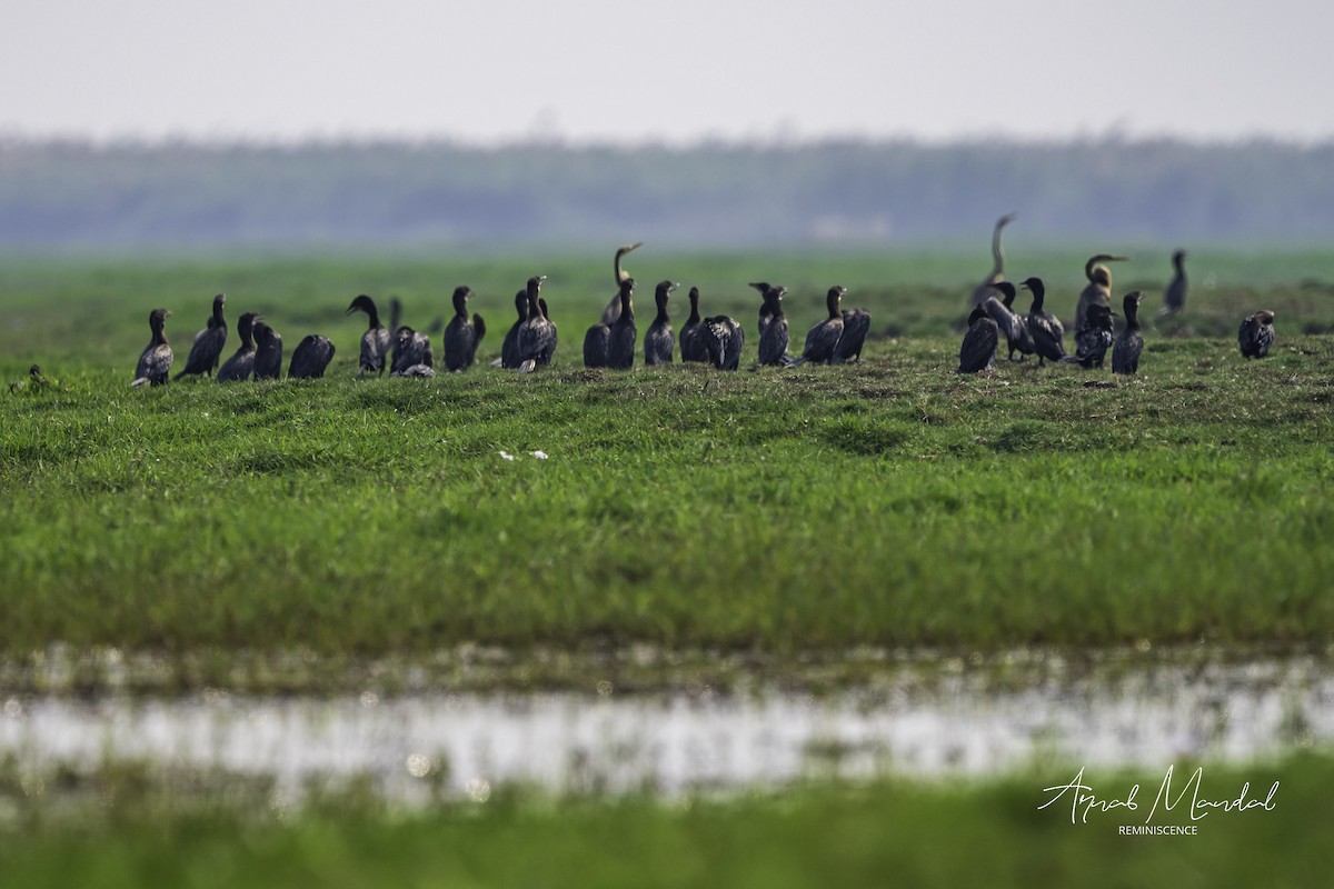 Doğu Yılanboyunu - ML647499518