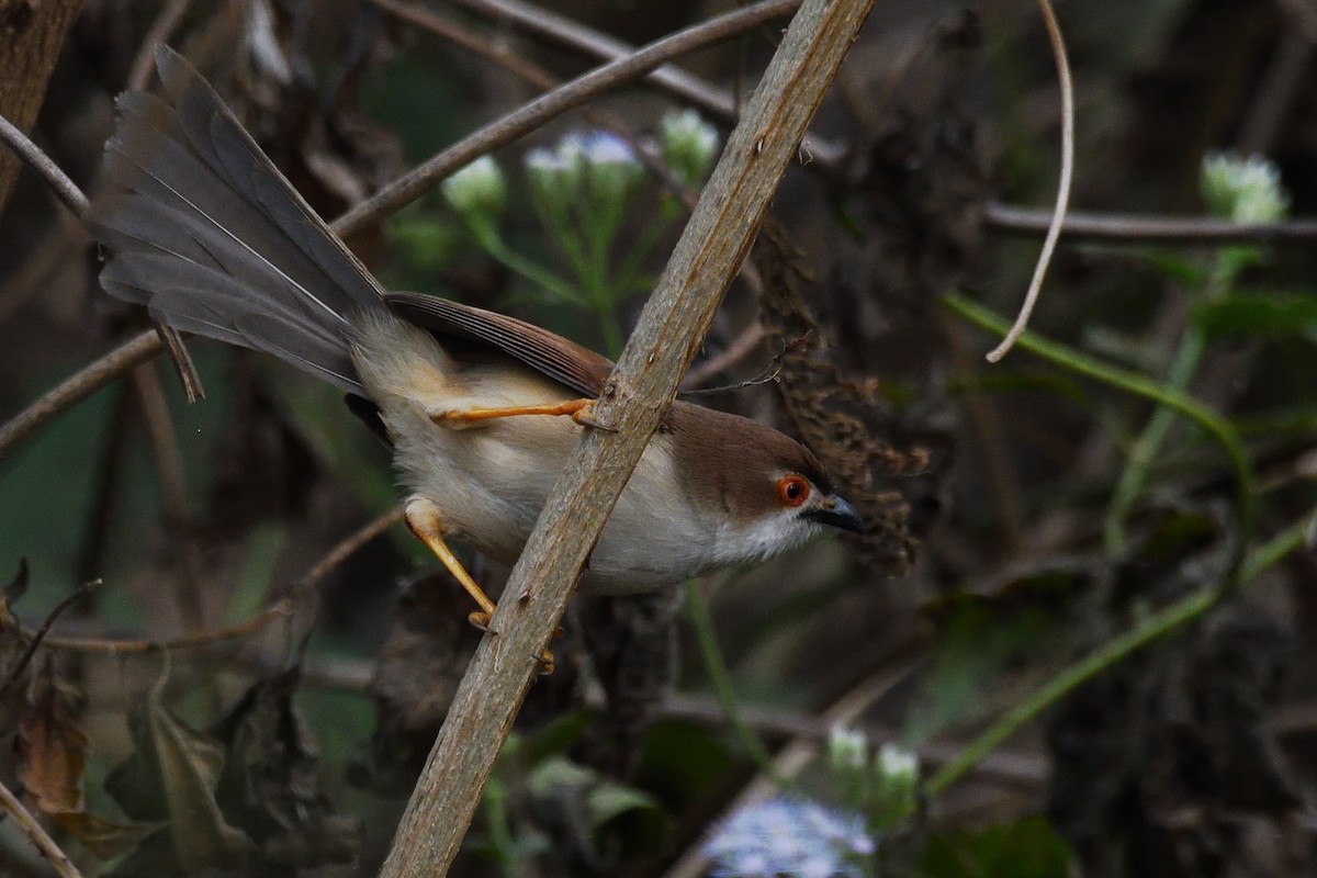 Timalí Ojigualdo - ML647499532