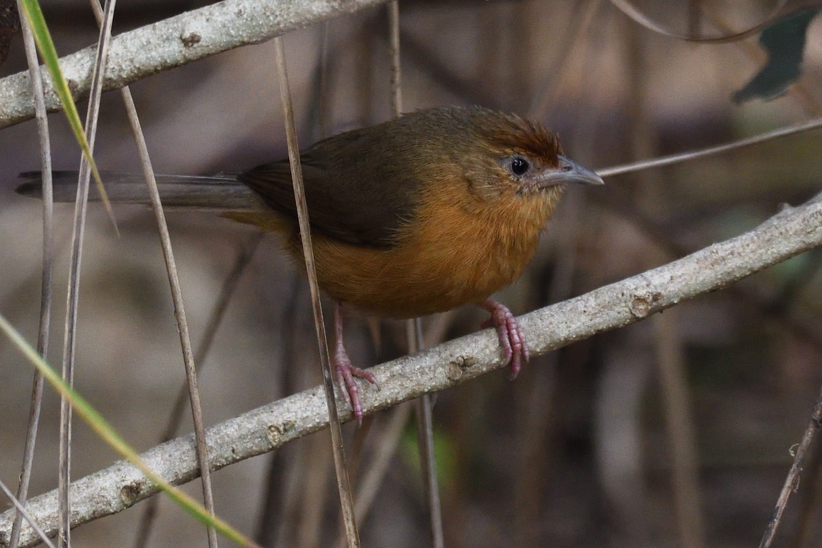 Tawny-bellied Babbler - ML647499544