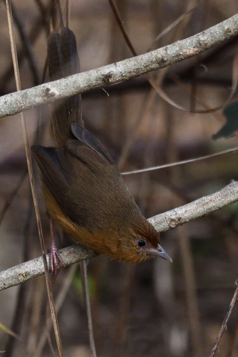 Tawny-bellied Babbler - ML647499545