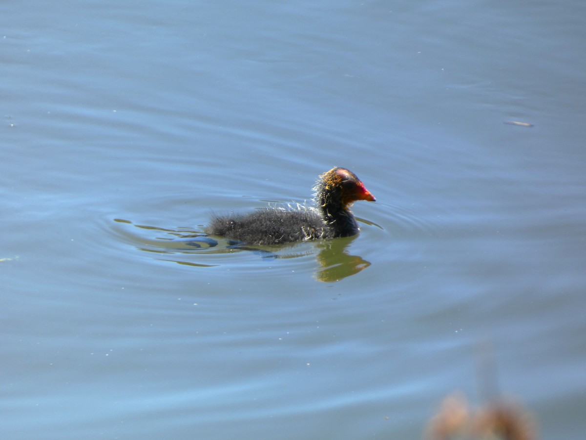 Eurasian Coot - ML647499552