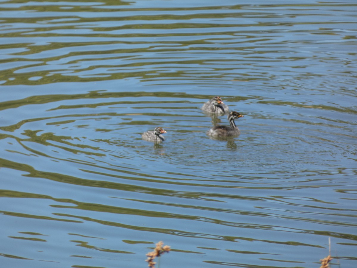 Australasian Grebe - ML647499553
