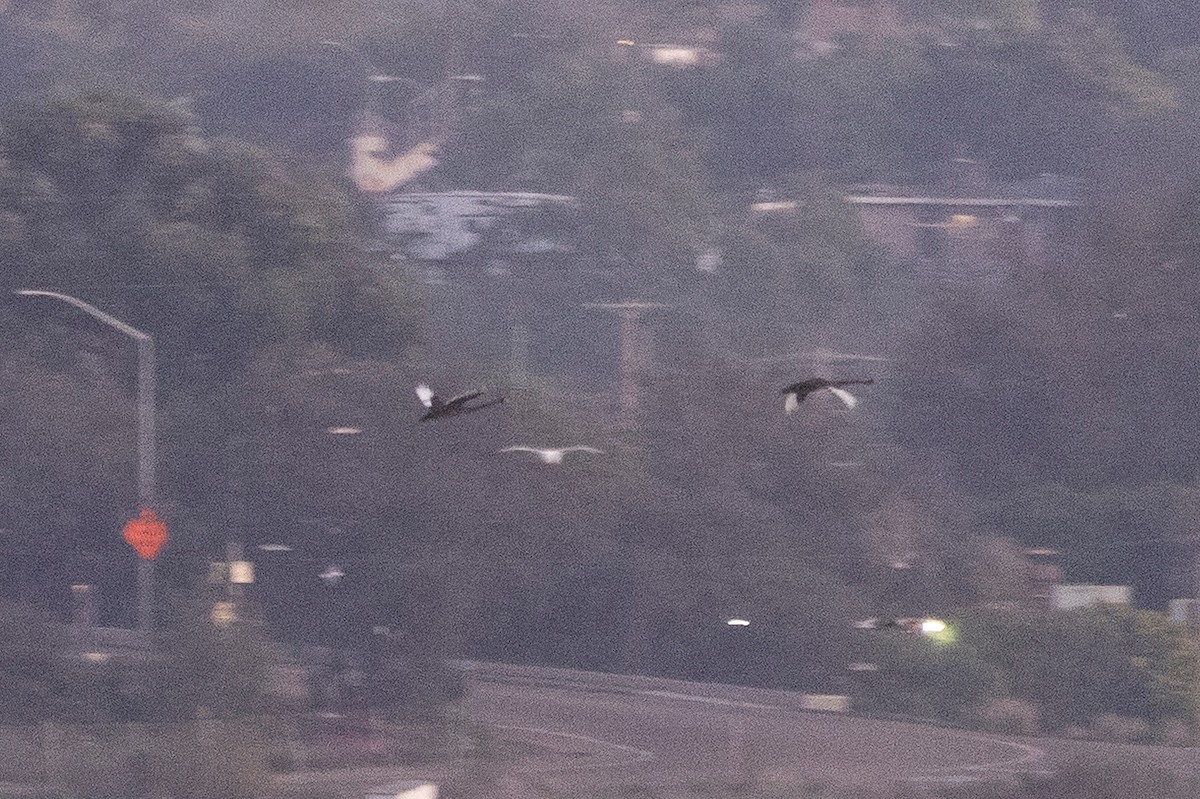 Black Swan - ML647499554