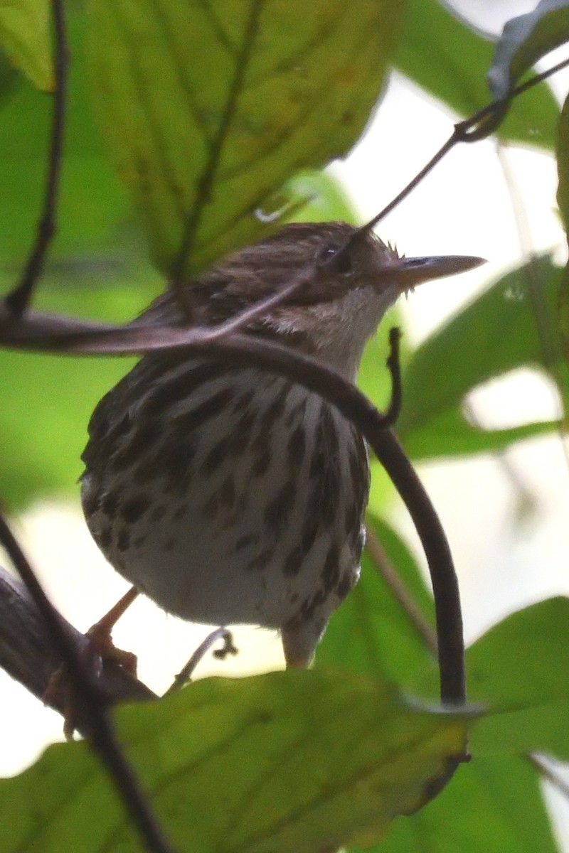 Puff-throated Babbler - ML647499555