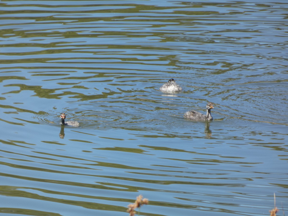 Australasian Grebe - ML647499556