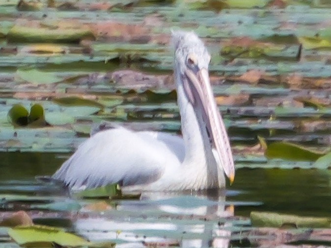 Spot-billed Pelican - ML647499563