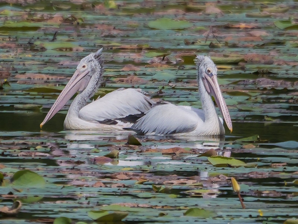 Spot-billed Pelican - ML647499564