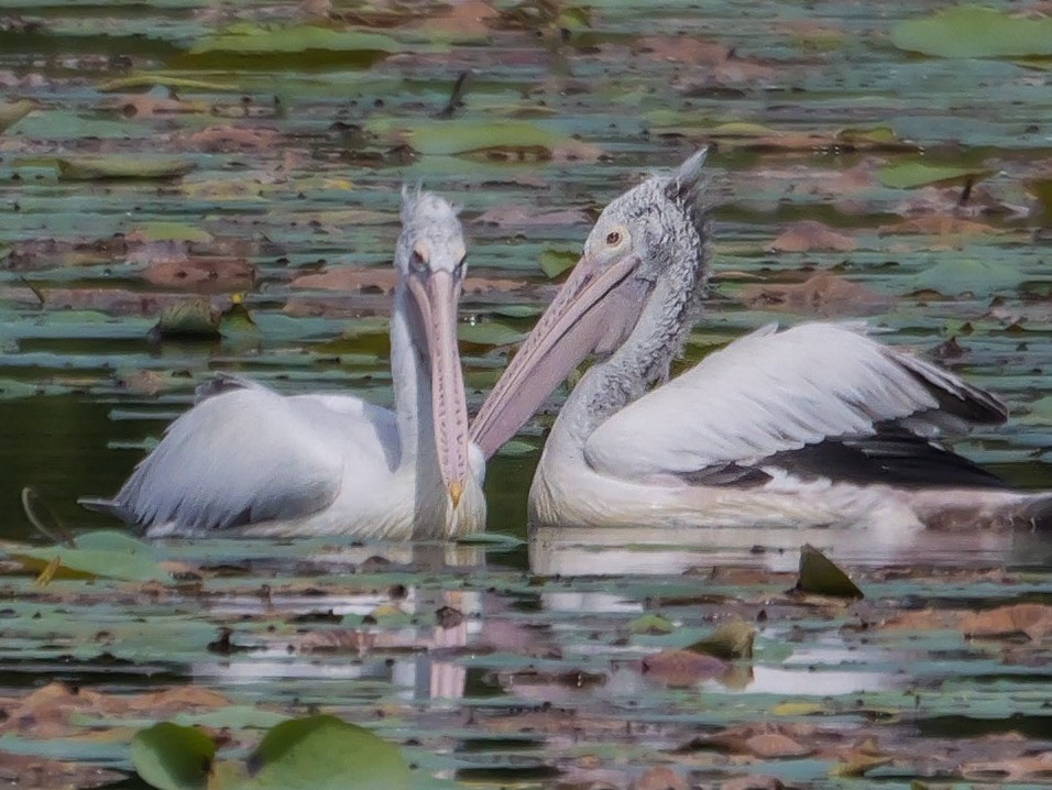 Spot-billed Pelican - ML647499565