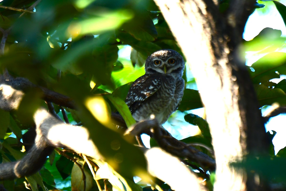 Spotted Owlet - ML647499572