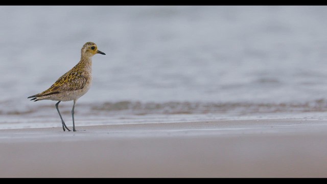 Pacific Golden-Plover - ML647499573