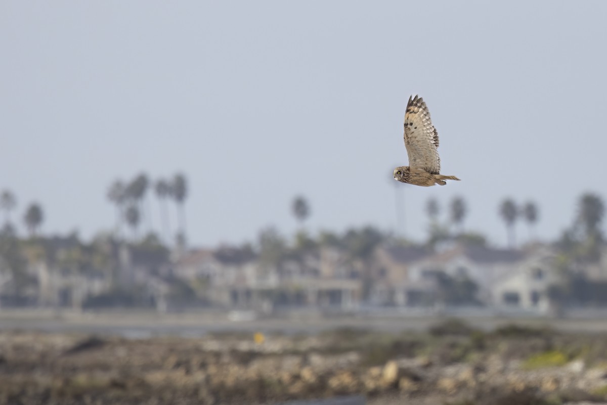 Short-eared Owl - ML647499574