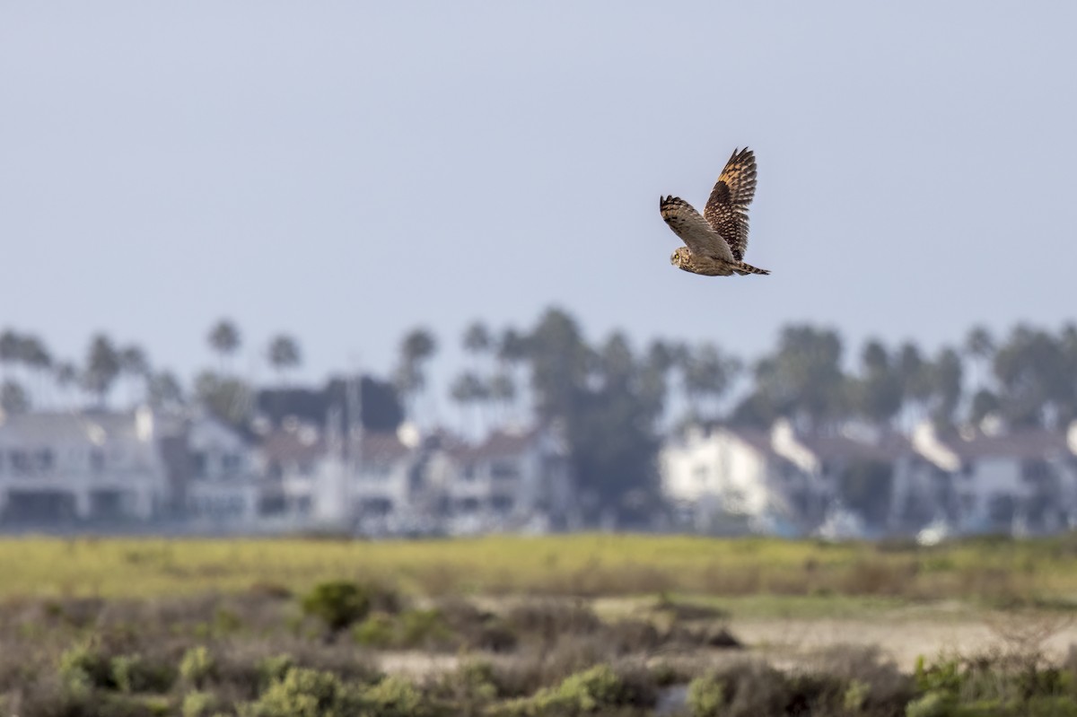 Short-eared Owl - ML647499575