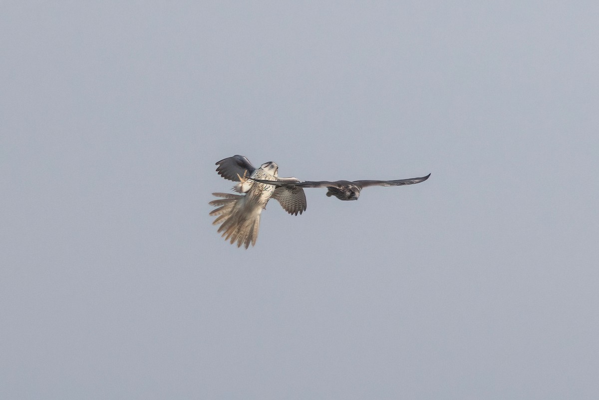 Prairie Falcon - ML647499579