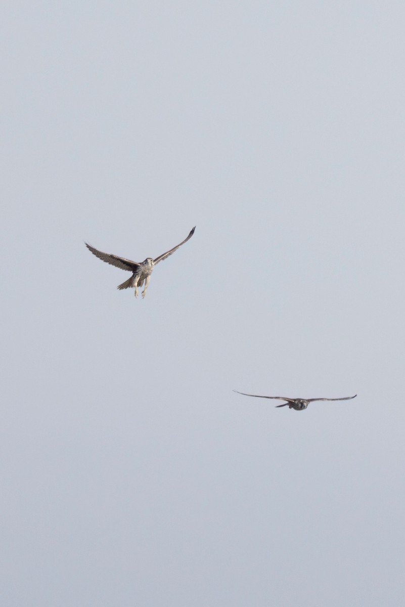 Prairie Falcon - ML647499580