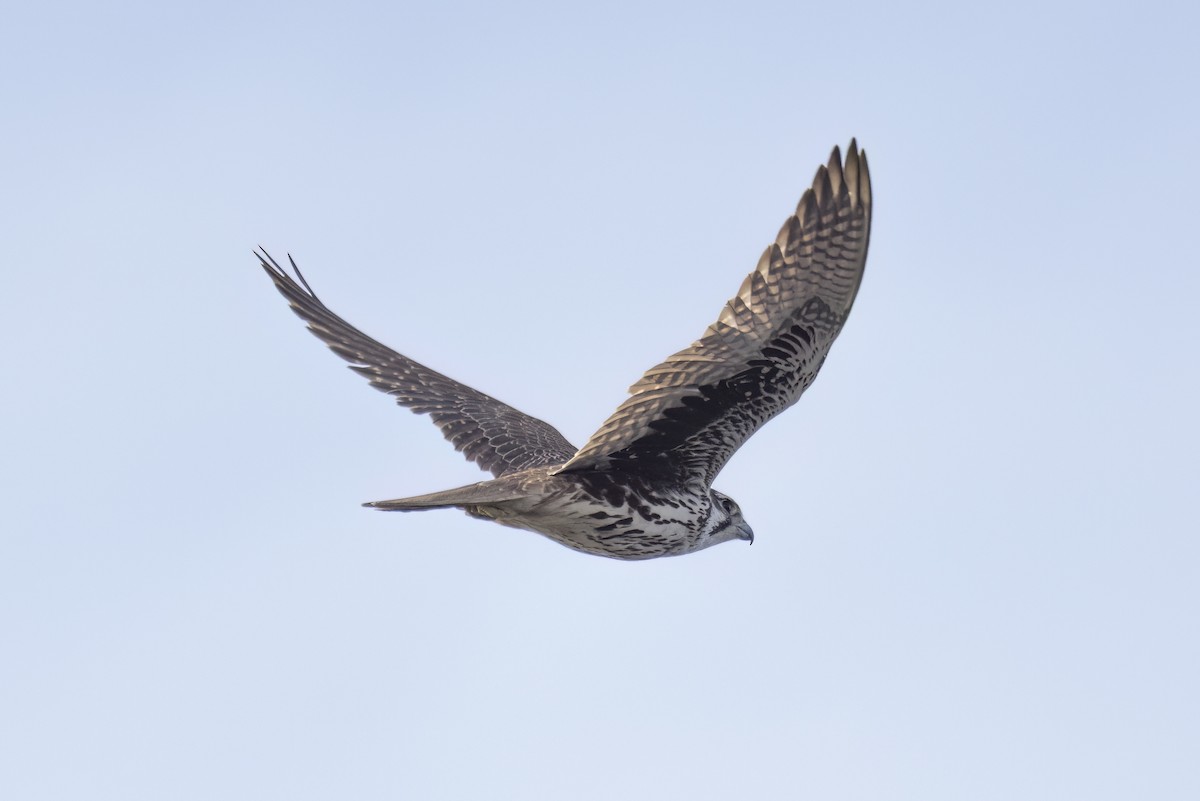 Prairie Falcon - ML647499581