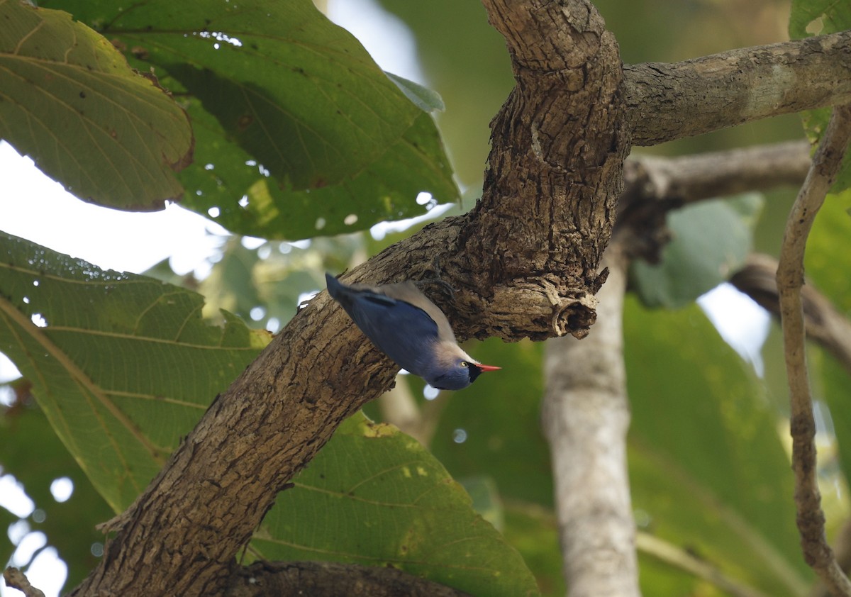 Velvet-fronted Nuthatch - ML647499582