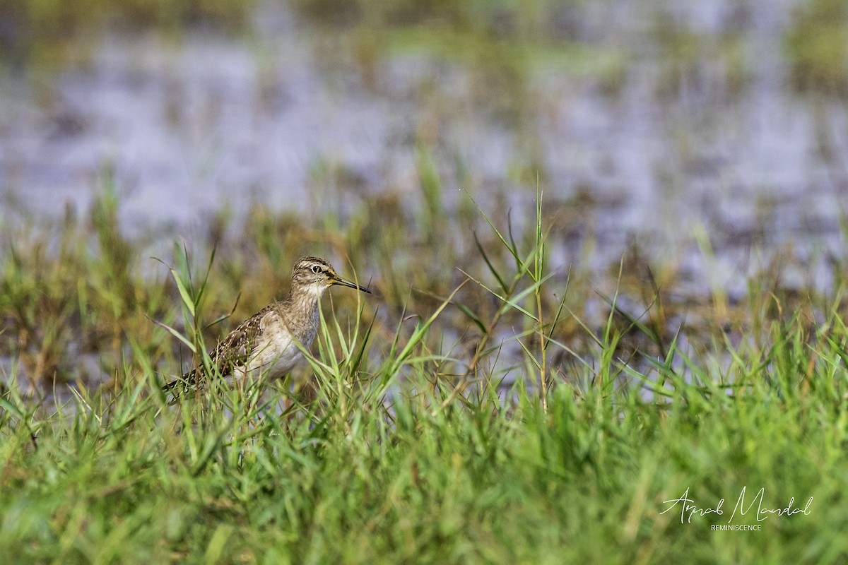 Wood Sandpiper - ML647499583