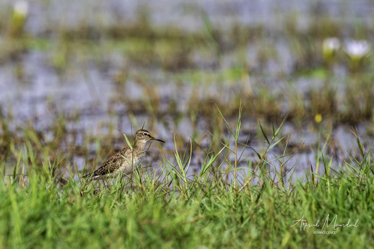 Wood Sandpiper - ML647499584