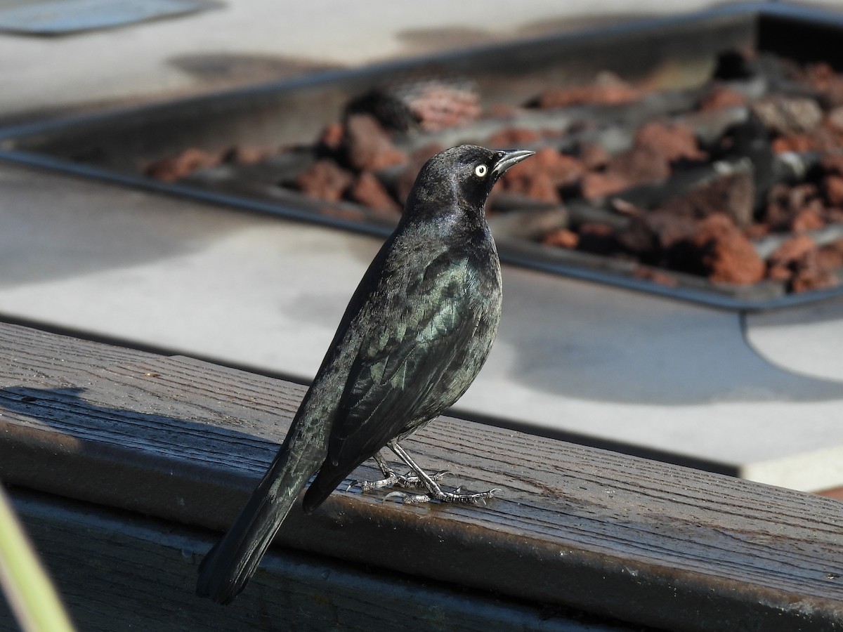 Quiscale de Brewer - ML647499585