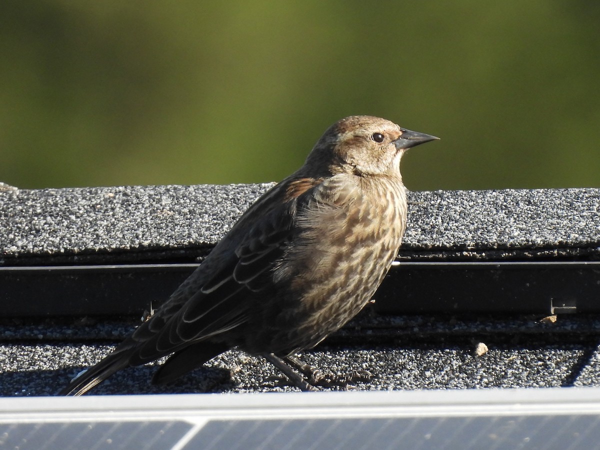 Carouge à épaulettes - ML647499593