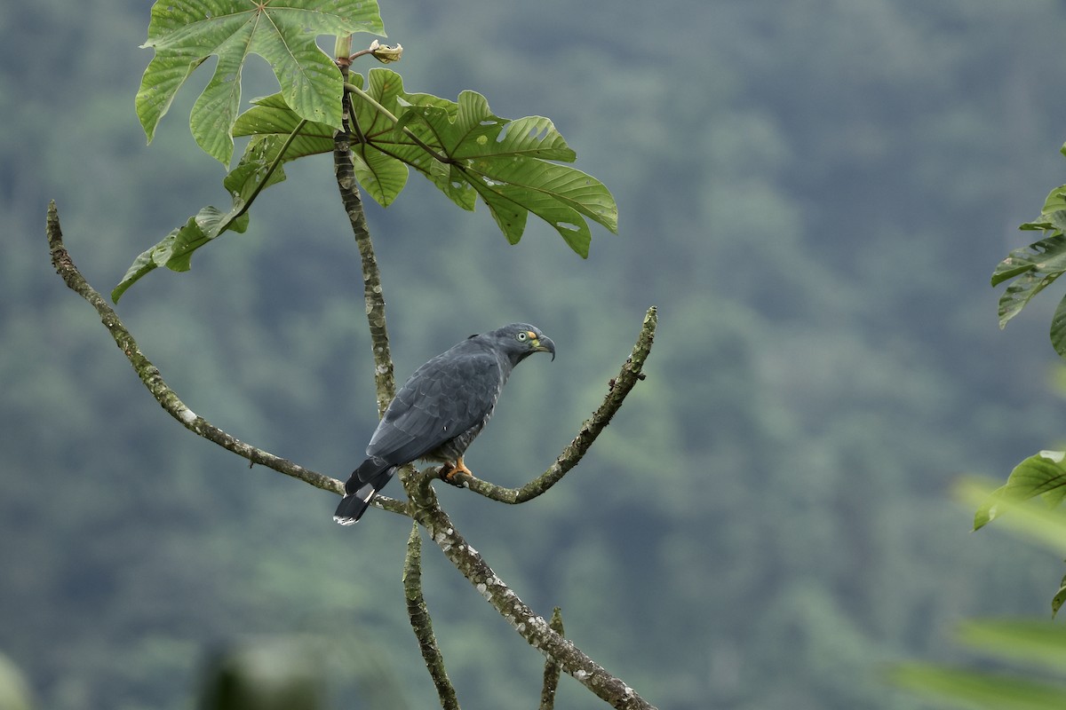 Hook-billed Kite - ML647499599