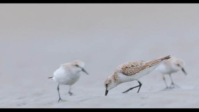 Red-necked Stint - ML647499600