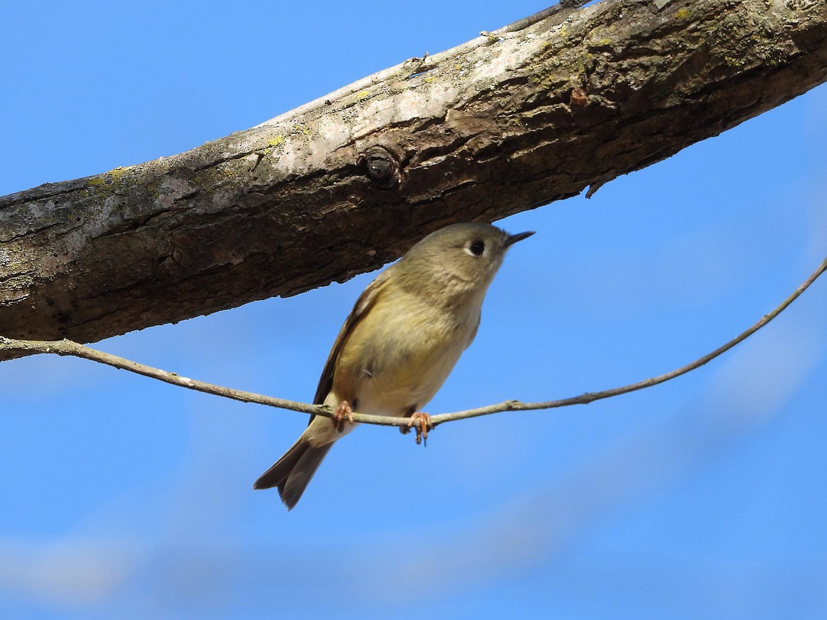 Ruby-crowned Kinglet - ML647499611