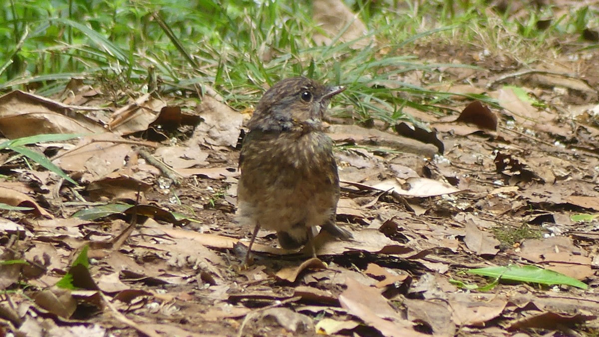 Eastern Yellow Robin - ML647499645