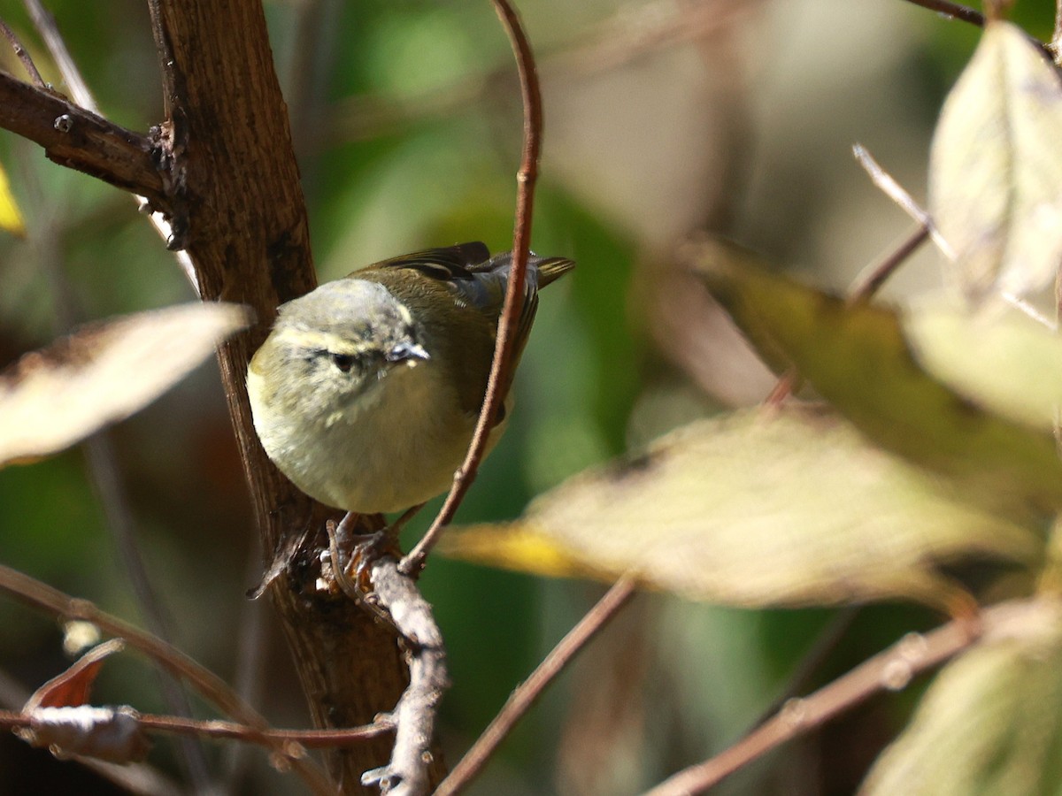 チャバネムシクイ - ML647499663