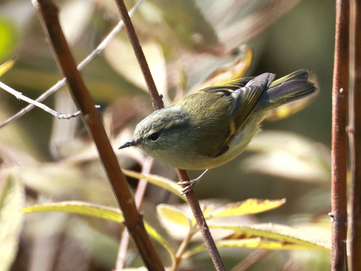 チャバネムシクイ - ML647499665