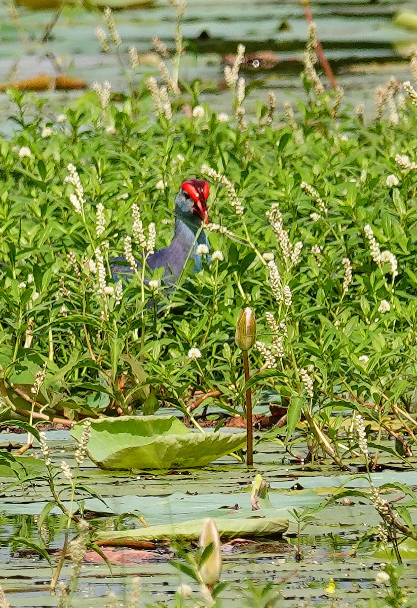 Gray-headed Swamphen - ML647499669