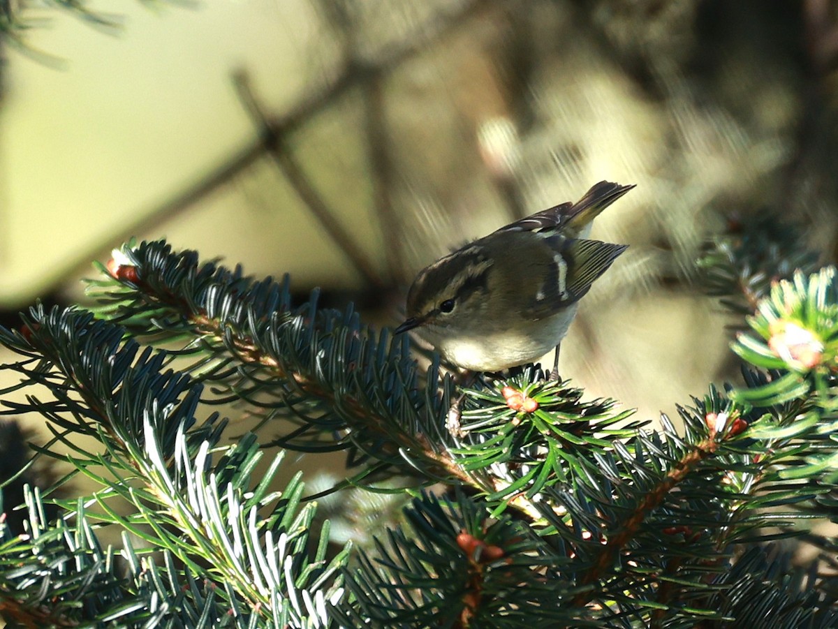 Lemon-rumped Warbler - ML647499670
