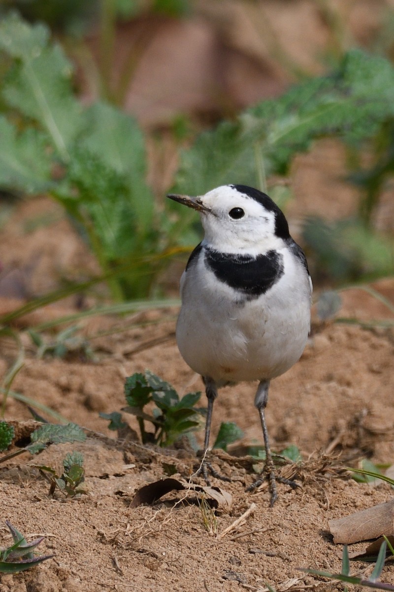 White Wagtail - ML647499673