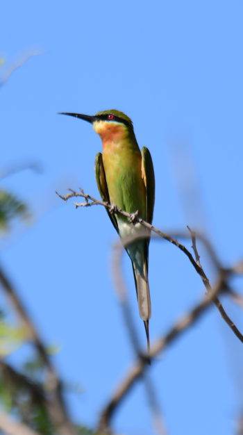 Blue-tailed Bee-eater - ML647499674