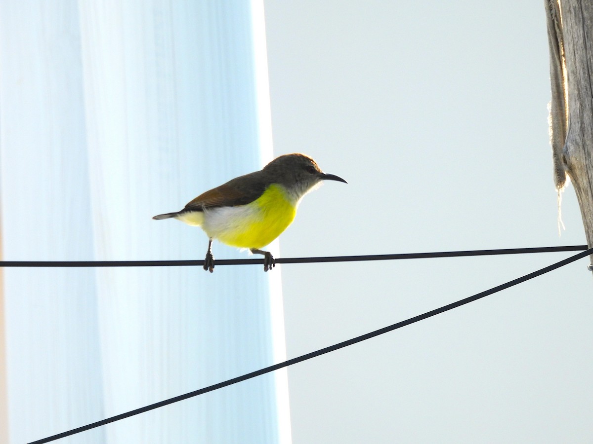 Purple-rumped Sunbird - ML647499676