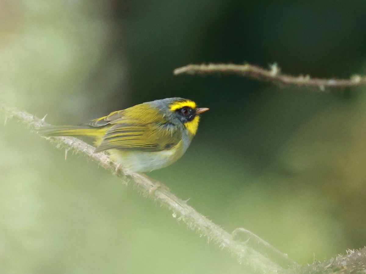 Black-faced Warbler - ML647499677