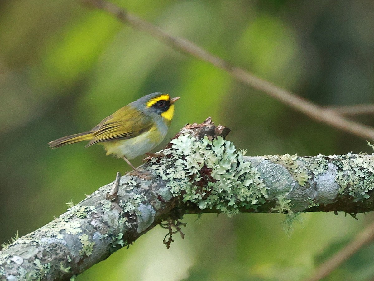 Black-faced Warbler - ML647499678