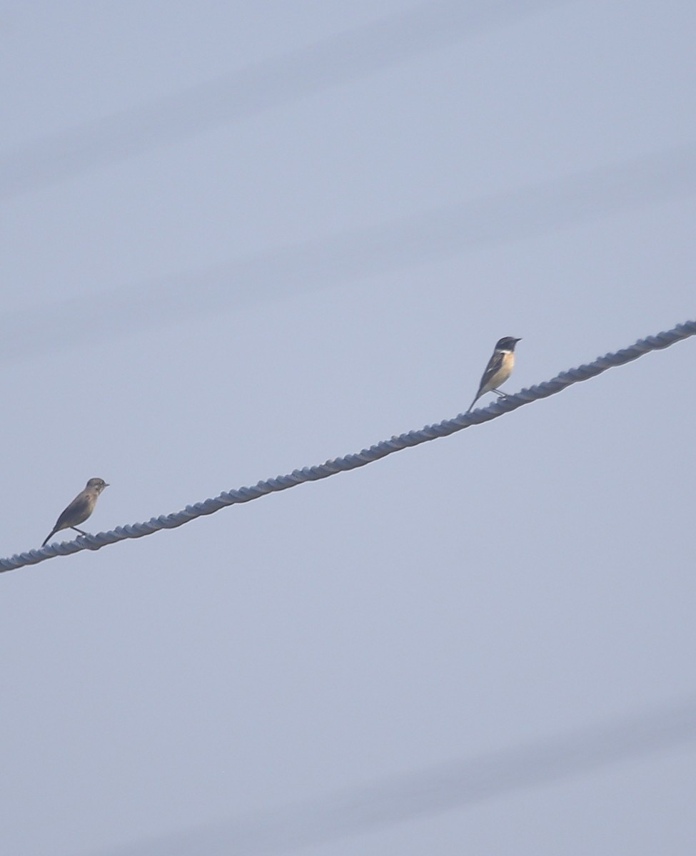 Siberian Stonechat - ML647499679