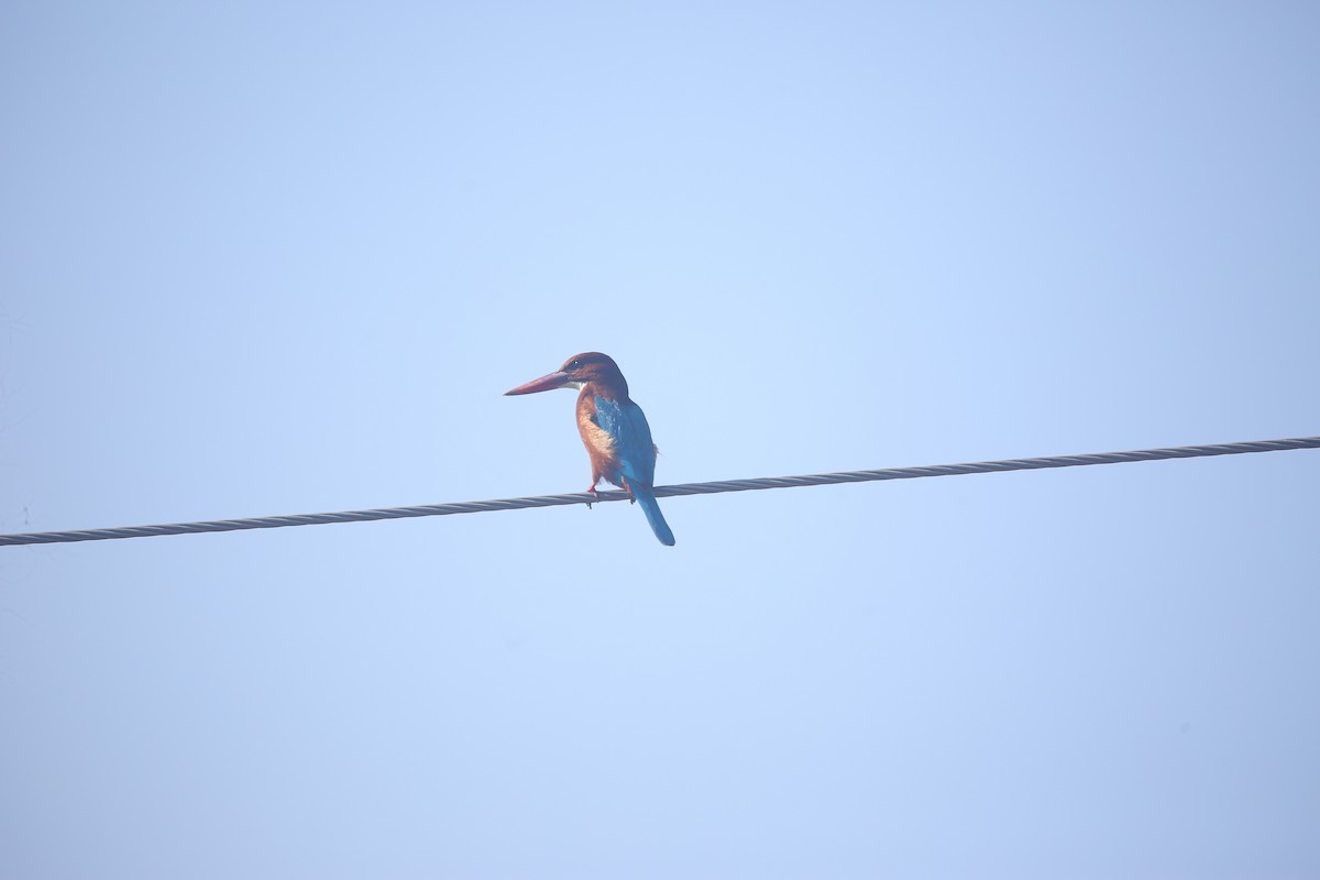 White-throated Kingfisher - ML647499680