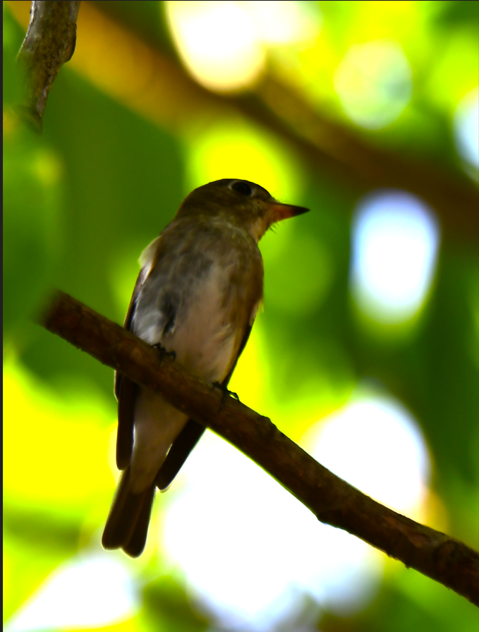 Asian Brown Flycatcher - ML647499681