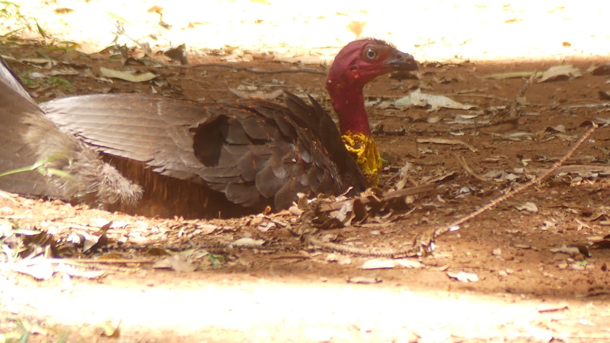 Australian Brushturkey - ML647499682