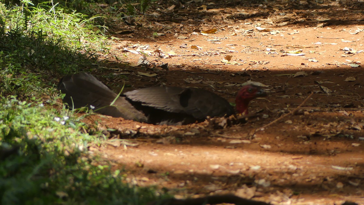 Australian Brushturkey - ML647499683