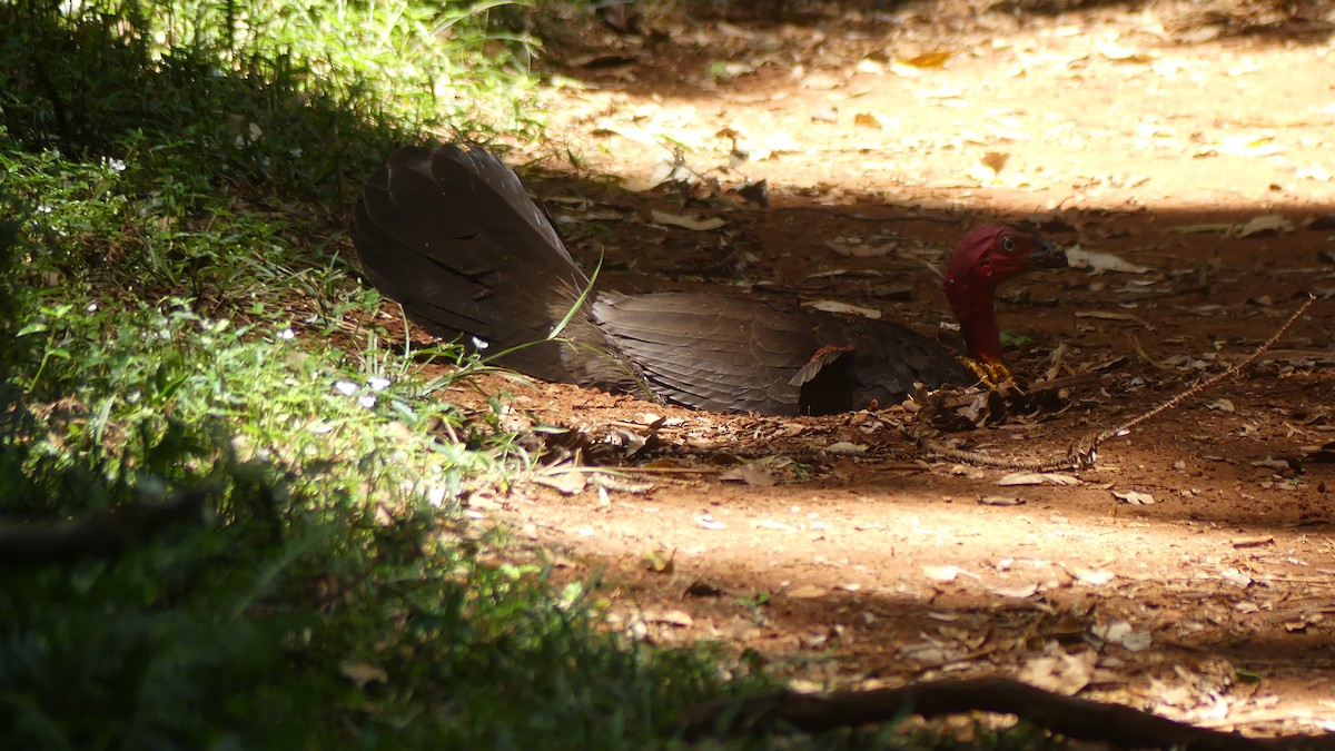 Australian Brushturkey - ML647499684