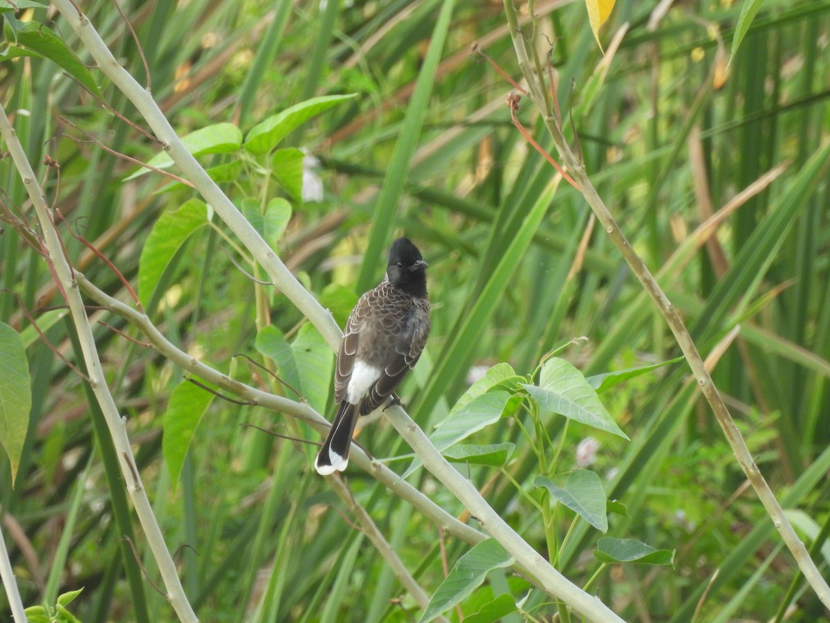 Red-vented Bulbul - ML647499685